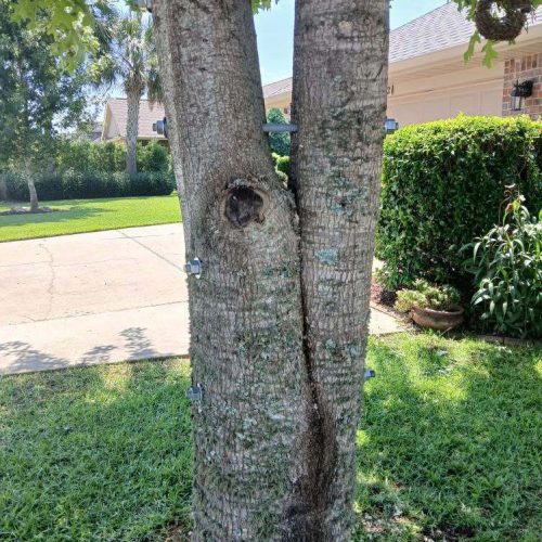 Foley, AL - installing supplemental support in a young tree.