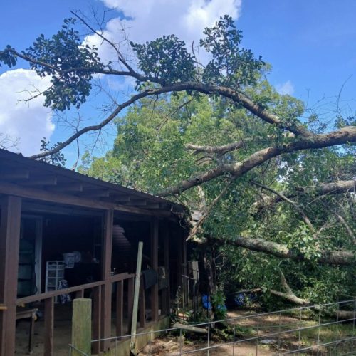 Theodore, AL - Emergency Tree Removal Due to Bark Inclusion