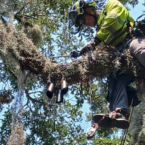 Point Clear, AL - Tree Downlighting Installation