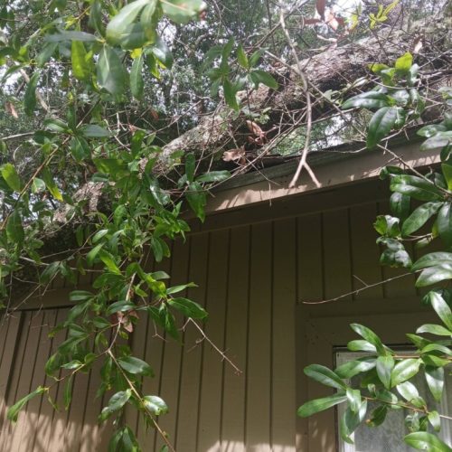 Fairhope, AL - emergency job - tree failed due to internal decay