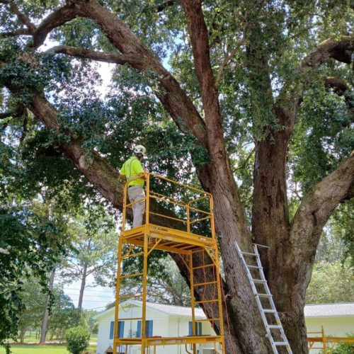Silverhill, AL - Tree Support Installation with 11 support rods to improve the tree’s structural stability Day 2
