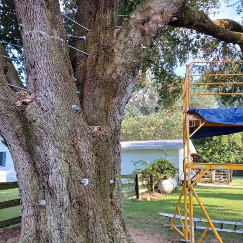 Silverhill, AL -Tree Support Installation Day 3