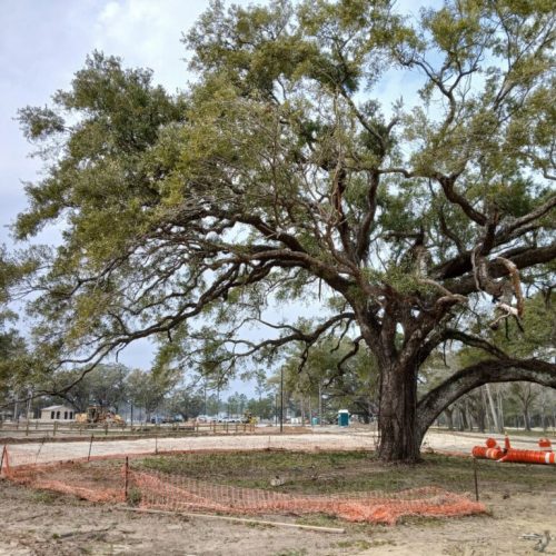 Elberta, AL - public project without proper tree protecton.
