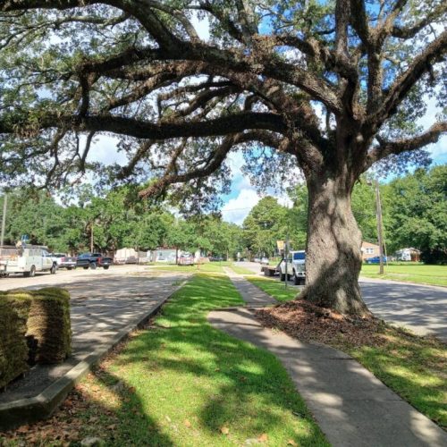 Mobile, AL-Tree Root Management Consulting Project Saving Live Oaks During Parking Lot Repaving