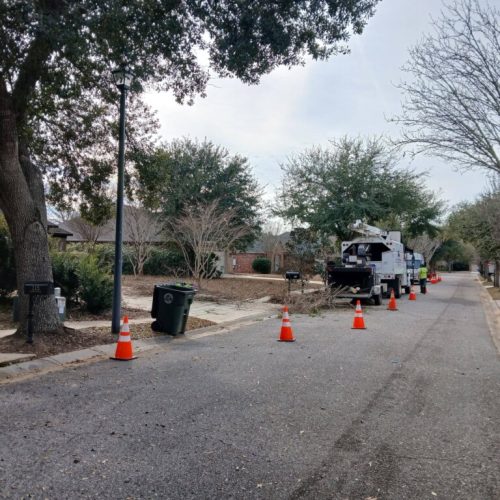 Fairhope, AL - properly pruning crape myrtles (not topping)