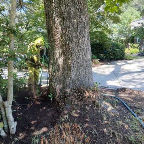 Fairhope, AL-  Air Excavation to Expose and Inspect Trunk Flares