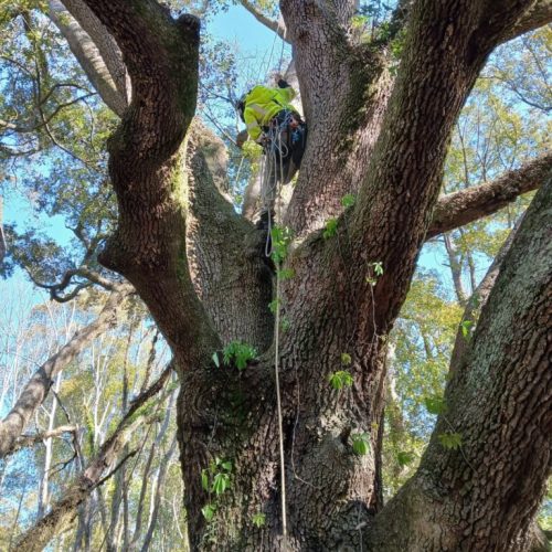 Mobile, AL - city work - pruning low limbs