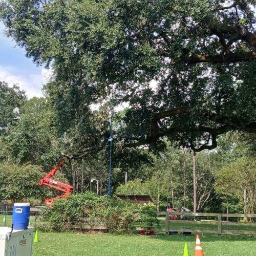 Silverhill, AL -Reduction and Deadwood Pruning