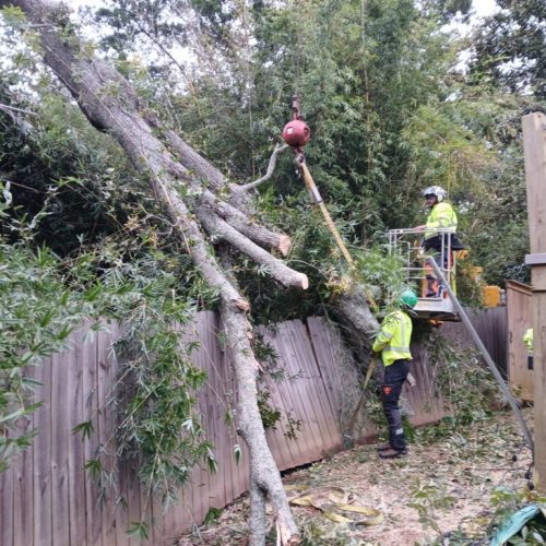 Fairhope, AL - emergency tree - failed due to high winds and poor structure