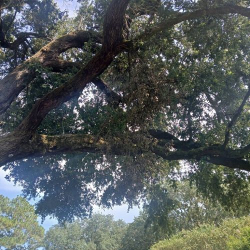 Silverhill, AL - Tree Preservation Project Completed with 22 Support Rods