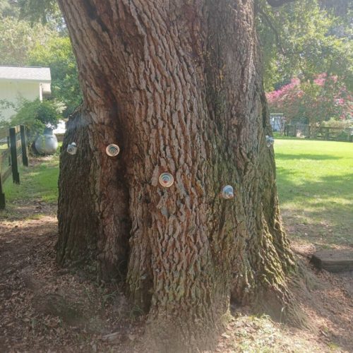 Silverhill, AL - Tree Preservation Project Completed with 22 Support Rods