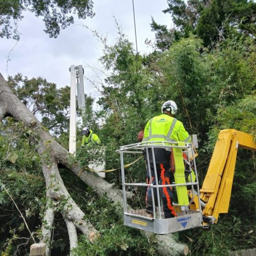 Fairhope, AL - emergency tree - failed due to high winds and poor structure