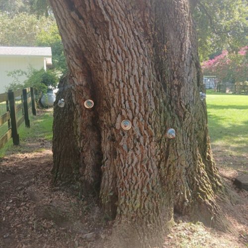 Silverhill, AL - Tree Preservation Project Completed with 22 Support Rods
