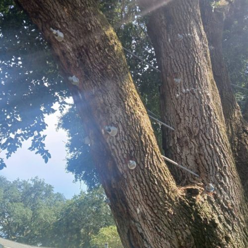 Silverhill, AL - Tree Preservation Project Completed with 22 Support Rods