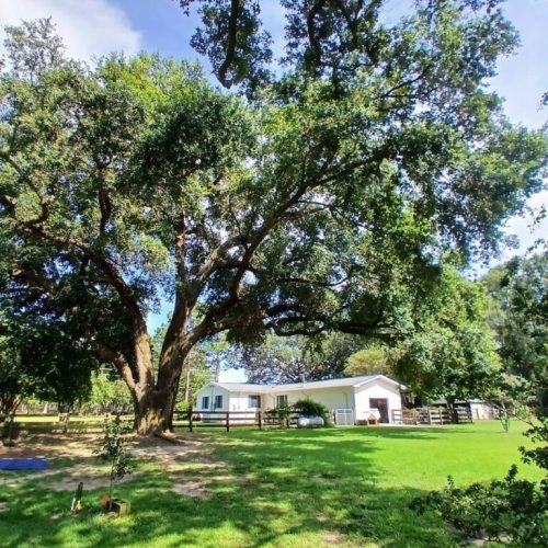 Silverhill, AL - Tree Preservation Project Completed with 22 Support Rods