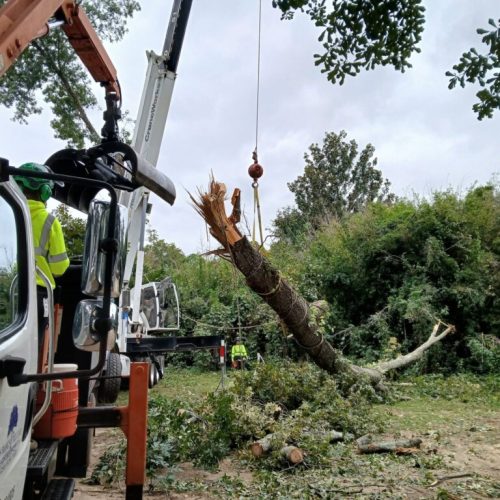 Fairhope, AL - emergency tree - failed due to high winds and poor structure