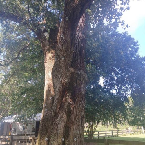 Silverhill, AL - Tree Preservation Project Completed with 22 Support Rods