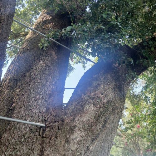 Silverhill, AL - Tree Preservation Project Completed with 22 Support Rods