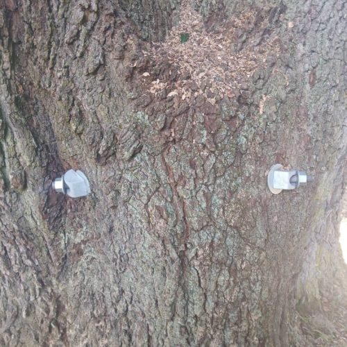 Silverhill, AL - Tree Preservation Project Completed with 22 Support Rods