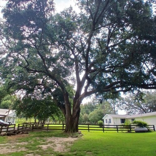 Silverhill, AL - Emergency Tree Support Installation