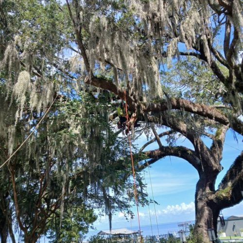 Fairhope, AL - Multiple Tree Climbers Working in the Canopy