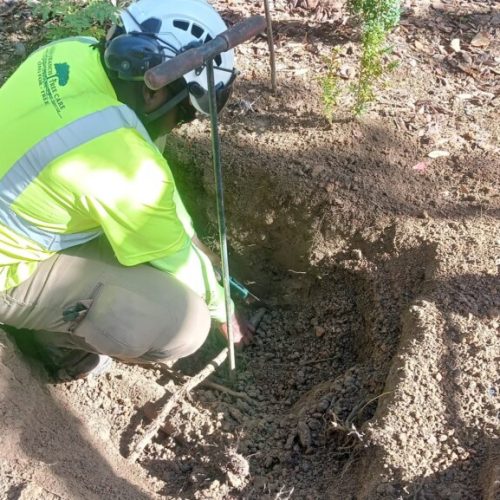 Fairhope, AL - installing a prop on a live oak to raise the height of the limb
