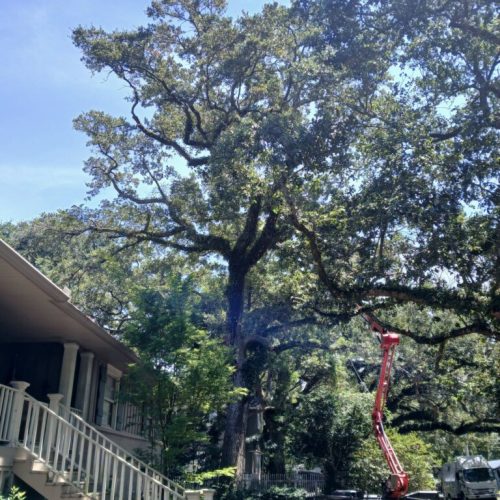 Fairhope, AL - Deadwooding, Clearance & Reduction Pruning