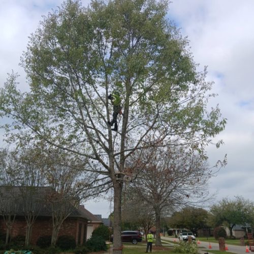 Fairhope, AL - structural pruning on some young trees