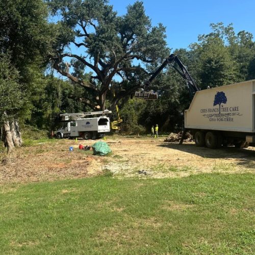Daphne, AL - pruning a large historic live oak tree (Quercus virginiana)