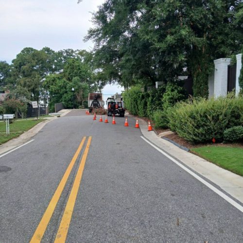 Daphne, AL  - Spanish Moss Removal and Dead wooding