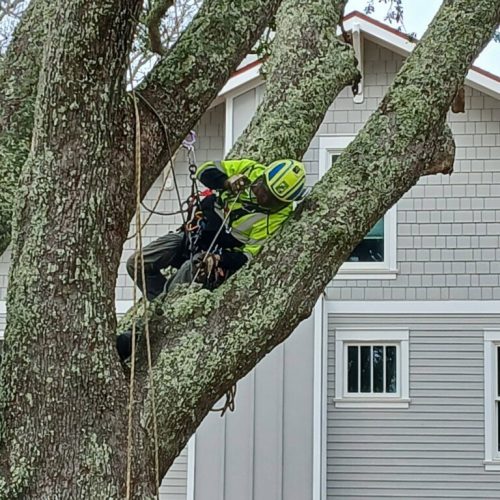 Point Clear & Fairhope, AL - aerial inspection of a live oak tree