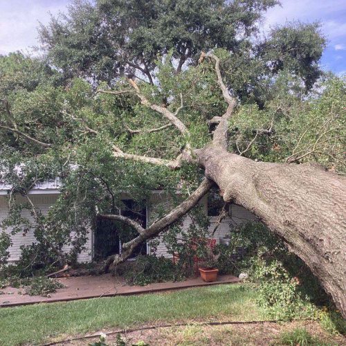 Emergency Tree Removal in Fairhope, AL