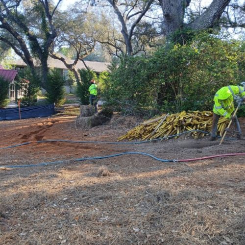 Spanish Fort, AL, - pruning of large girdling root on live oak