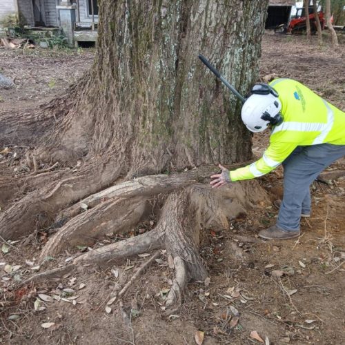 Spanish Fort, AL, - pruning of large girdling root on live oak