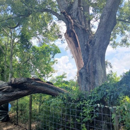 Theodore, AL - Emergency Tree Removal Due to Bark Inclusion