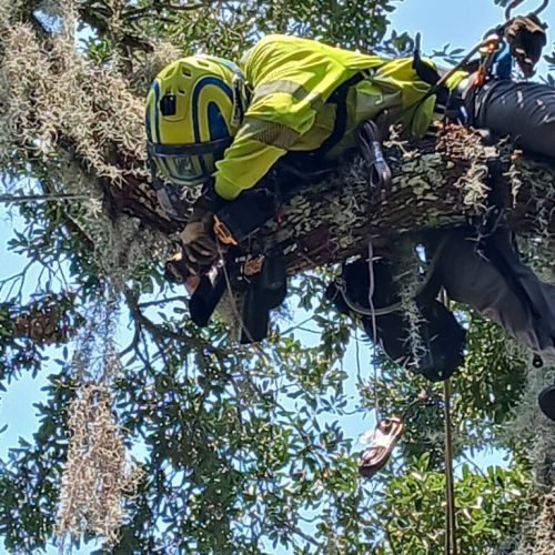 Point Clear, AL - Tree Downlighting Installation