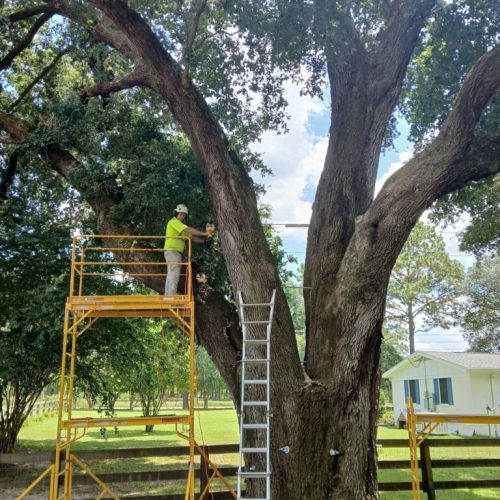 Silverhill, AL - Tree Support Installation with 11 support rods to improve the tree’s structural stability Day 2