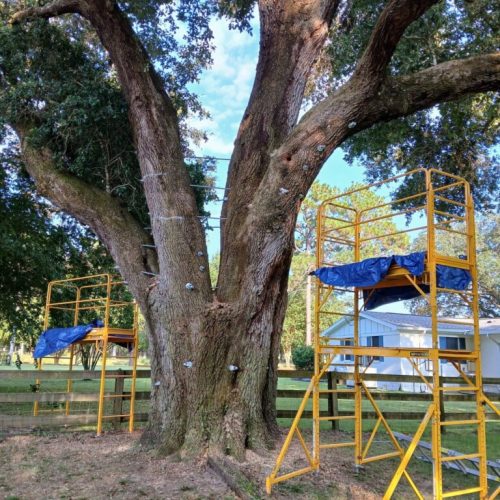 Silverhill, AL -Tree Support Installation Day 3