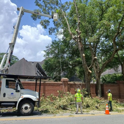 2599 Lloyds Lane, Mobile, AL - city work - tree removal