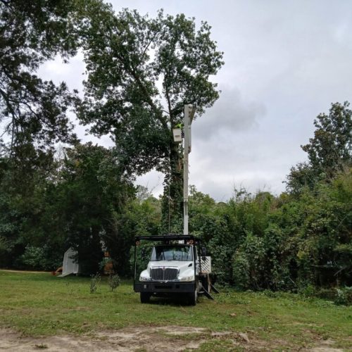 Fairhope, AL - emergency tree - failed due to high winds and poor structure