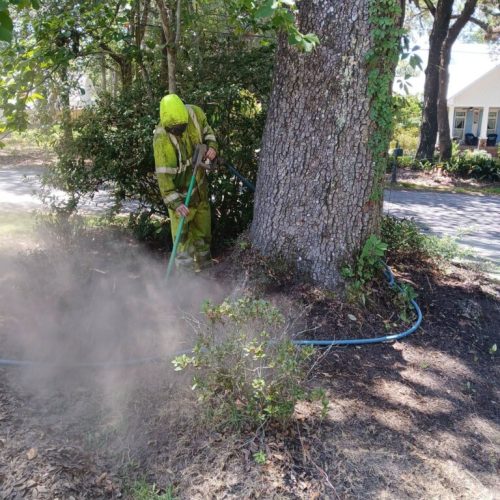 Fairhope, AL-  Air Excavation to Expose and Inspect Trunk Flares