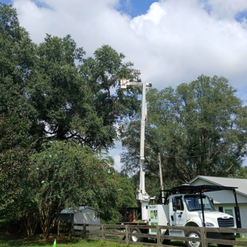 Silverhill, AL -Reduction and Deadwood Pruning