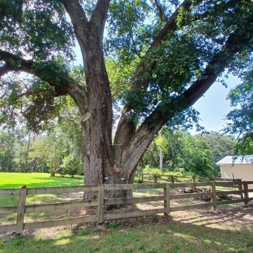 Silverhill, AL - Tree Preservation Project Completed with 22 Support Rods