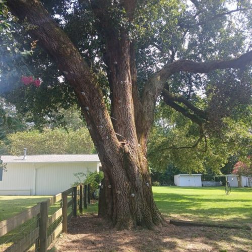 Silverhill, AL - Tree Preservation Project Completed with 22 Support Rods