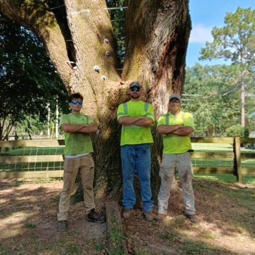 Silverhill, AL - Tree Preservation Project Completed with 22 Support Rods
