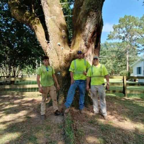 Silverhill, AL - Tree Preservation Project Completed with 22 Support Rods
