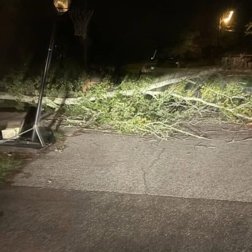 Mobile, AL - Emergency tree jobs