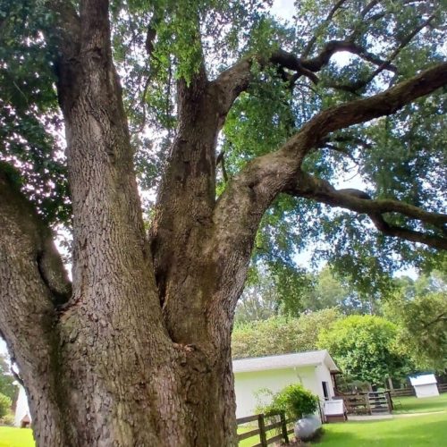 Silverhill, AL - Emergency Tree Support Installation
