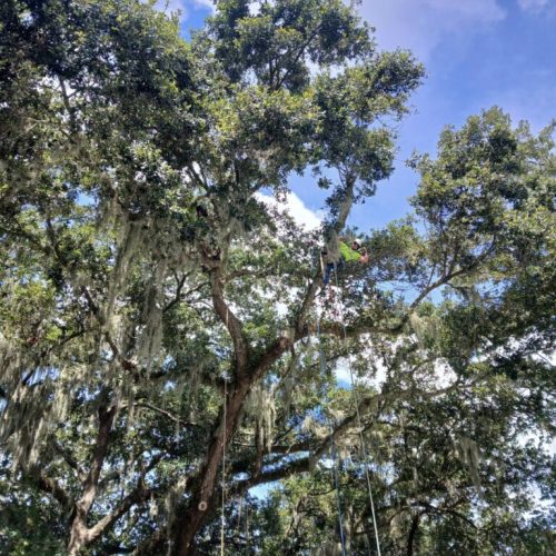 Fairhope, AL - Multiple Tree Climbers Working in the Canopy