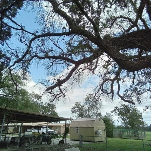 7201 Deakle Lane, Irvington, AL - live oak with hypoxelon canker